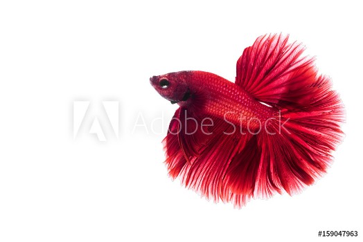 Picture of Red Siamese fighting fish Betta on isolated white background